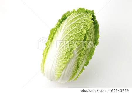 中國的白菜 中國的白菜 60543719