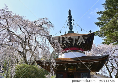 吉野山土南寧太保塔和垂櫻 吉野山土南寧太保塔和垂櫻 60543780