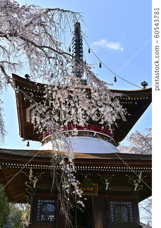 吉野山土南寧太保塔和垂櫻 60543781