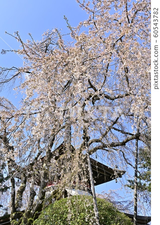 吉野山土南寧太保塔和垂櫻 吉野山土南寧太保塔和垂櫻 60543782