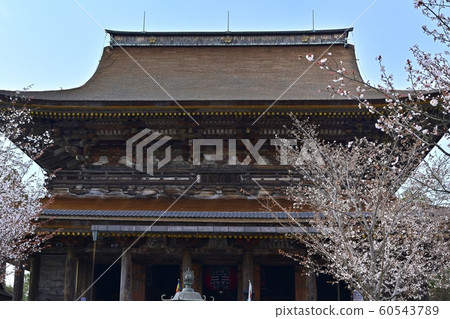 Yoshinoyama Zao-do and cherry blossoms at Kinmineyama Shrine 60543789