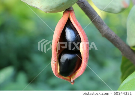 Ping-pong tree 60544351