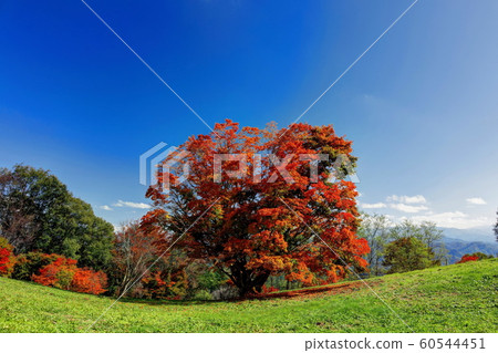 Seven colors large maple Seven colors large maple 60544451