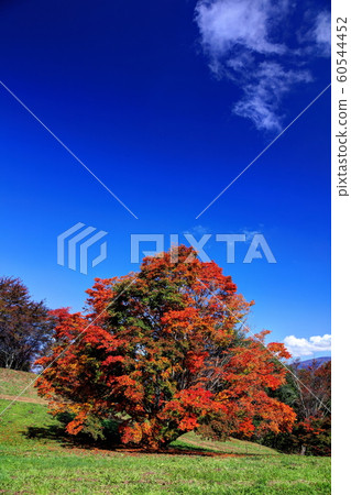 七種顏色大楓 60544452