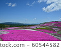 Moss phlox  60544582