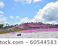 Moss phlox  60544583