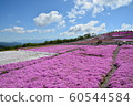 Moss phlox  60544584