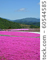 Moss phlox  60544585