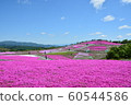 Moss phlox  60544586