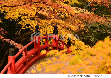 廣島市世樂郡今野山的秋葉 60544666