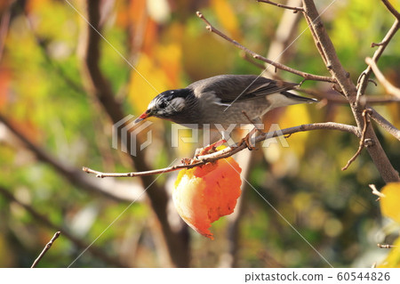 八哥和秋天的落葉 八哥和秋天的落葉 60544826