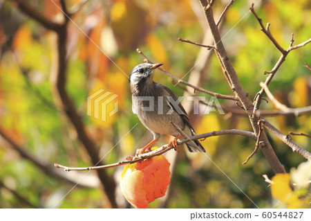 八哥和秋天的落葉 60544827