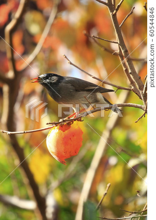 八哥和秋天的落葉 八哥和秋天的落葉 60544846