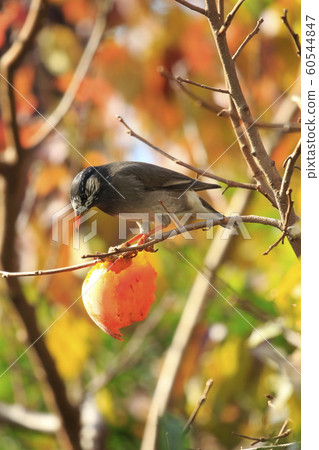 八哥和秋天的落葉 八哥和秋天的落葉 60544847