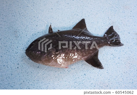 Scooped amimongala Scooped amimongala 60545062