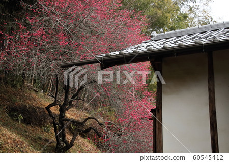 Village of Oshi Plum Village of Oshi Plum 60545412