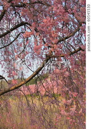 Cherry blossoms at the hill of Hitachi Fudosan 60545530