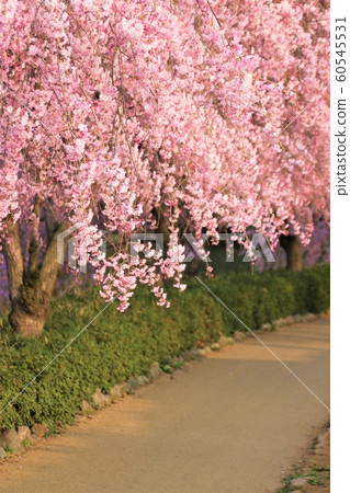 Weeping cherry blossoms on the hill of Hitachi Kozuki 60545531
