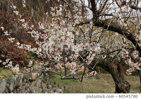 Village of Oshi Plum 60545780