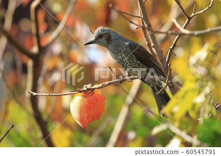 落在珊瑚上的鱗莖,彩色的樹葉背景 落在珊瑚上的鱗莖,彩色的樹葉背景 60545791