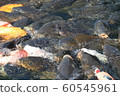 鯉魚 60545961