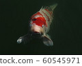 鯉魚 60545971