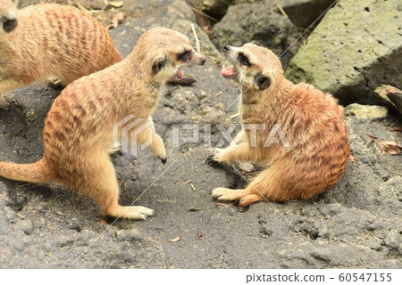 Fight (Meerkat) 60547155