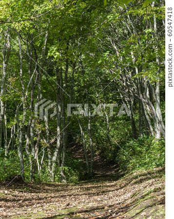 Road composition leading to deep forest 60547418