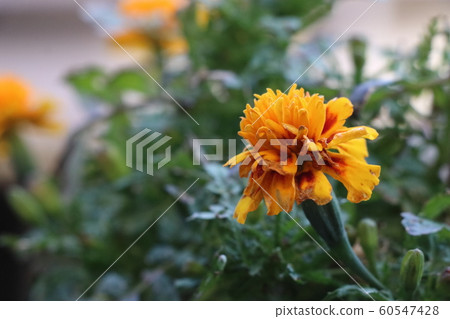 萬壽菊 60547428