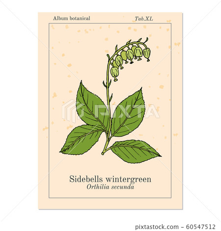 Sidebells wintergreen orthilia secunda , medicinal plant 60547512