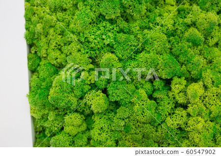 Green moss on the wall in the form of a picture. Beautiful white frame for a picture. Ecology. 60547902