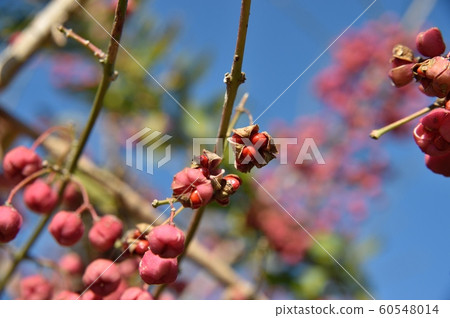 真弓果 真弓果 60548014