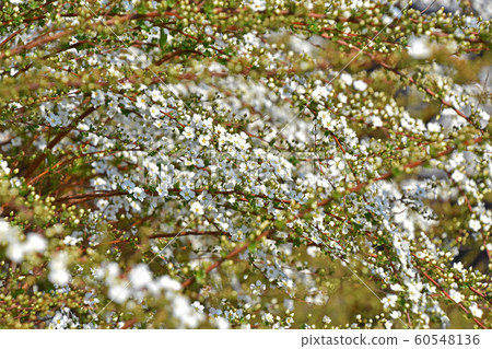 Yukiyanagi（Yukiyanagi） 60548136