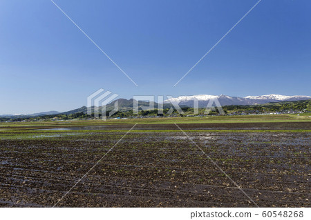 Zao mountain range seen from the rice field paddy field / Zao Town, Miyagi Prefecture Zao mountain range seen from the rice field paddy field / Zao Town, Miyagi Prefecture 60548268