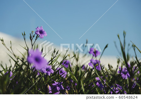 Ruellia Simplex Flower Blooming in the Garden. Ruellia Simplex Flower Blooming in the Garden. 60548624