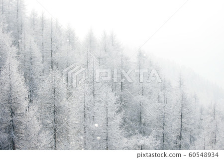 Winter landscape with forest Winter landscape with forest 60548934