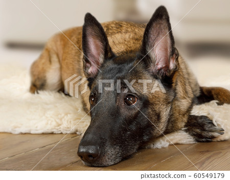 Belgian shepherd dog Malinois dog lying on a fur Belgian shepherd dog Malinois dog lying on a fur 60549179