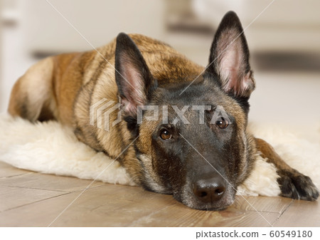 Purebred Belgian shepherd dog Malinois dog resting Purebred Belgian shepherd dog Malinois dog resting 60549180