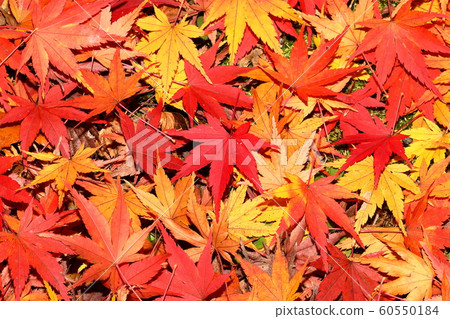 Autumn leaves Autumn leaves 60550184