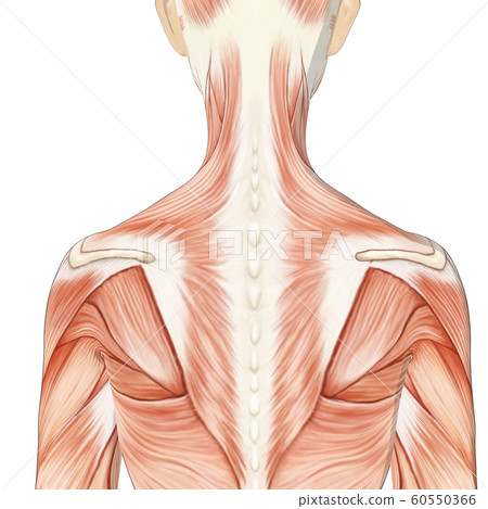 Muscle specimen female perming3DCG illustration material Muscle specimen female perming3DCG illustration material 60550366