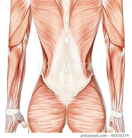 Muscle specimen female perming3DCG illustration material 60550374