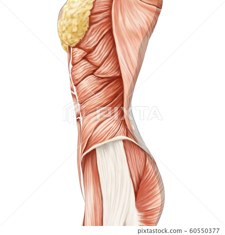 Muscle specimen female perming3DCG illustration material Muscle specimen female perming3DCG illustration material 60550377