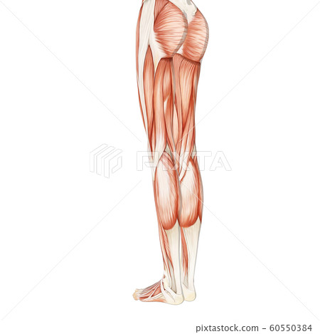 肌肉標本女性perming3DCG插圖素材 60550384