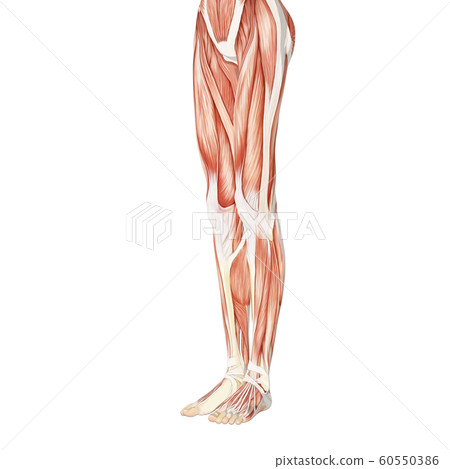 肌肉標本女性perming3DCG插圖素材 60550386