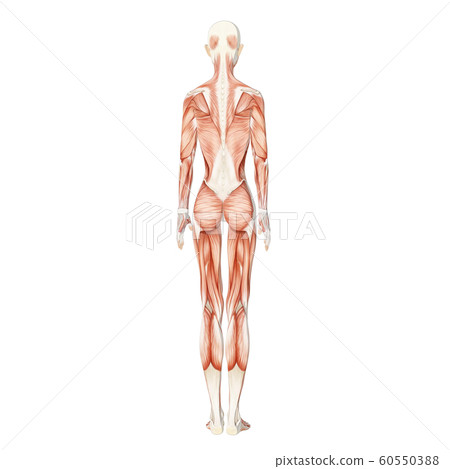 肌肉標本女性perming3DCG插圖素材 肌肉標本女性perming3DCG插圖素材 60550388