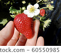 草莓採摘側身 60550985