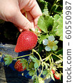 草莓採摘 60550987