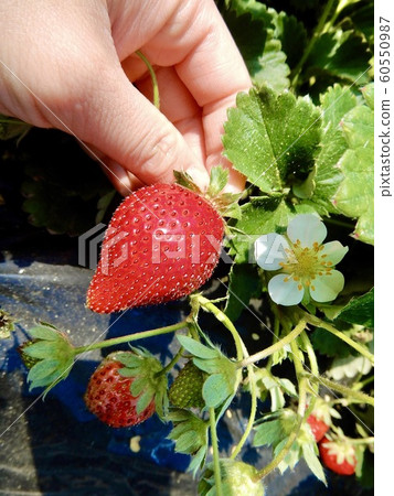 草莓採摘 60550987