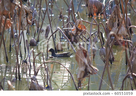 奧庫姆荷塘 60551059