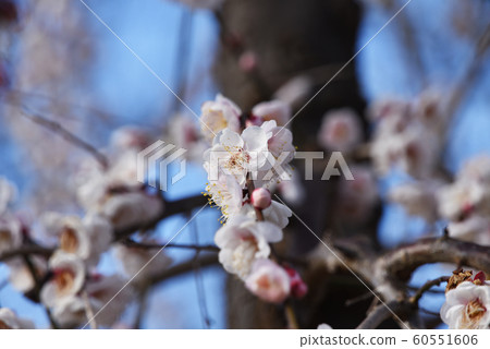 White plum White plum 60551606